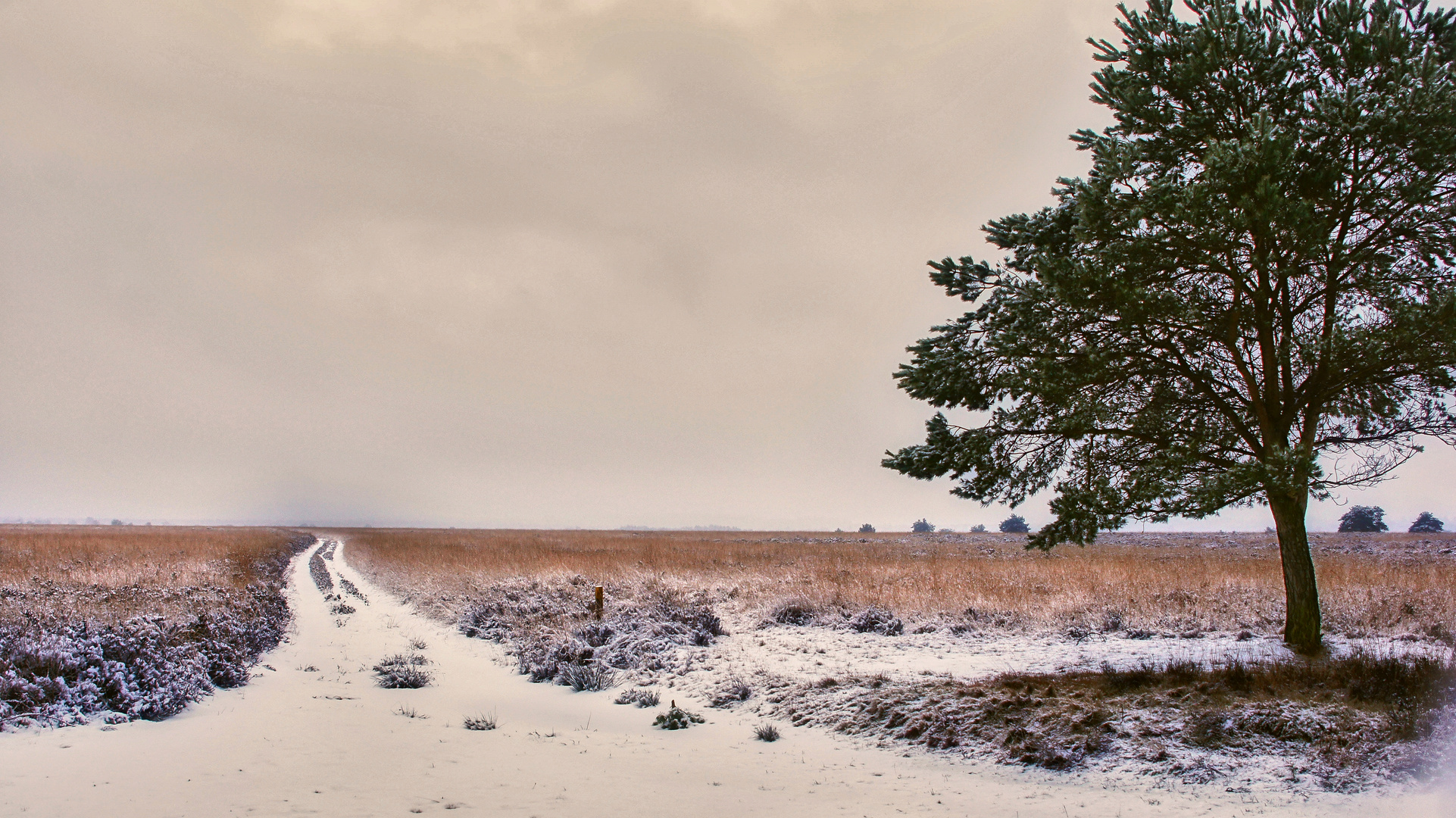 Weg über die Heide