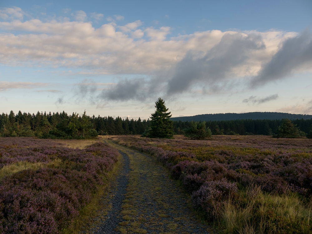 Weg über die Hochheide