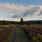 Weg über die Hochheide