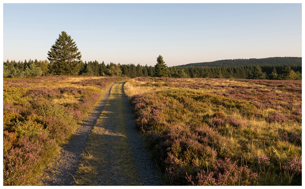 Weg über die Niedersfelder Hochheide