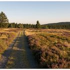 Weg über die Niedersfelder Hochheide