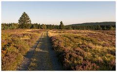 Weg über die Niedersfelder Hochheide