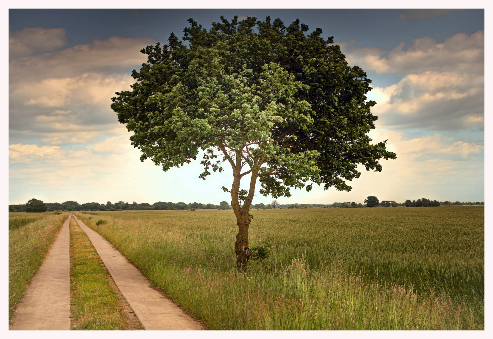 Weg und Baum