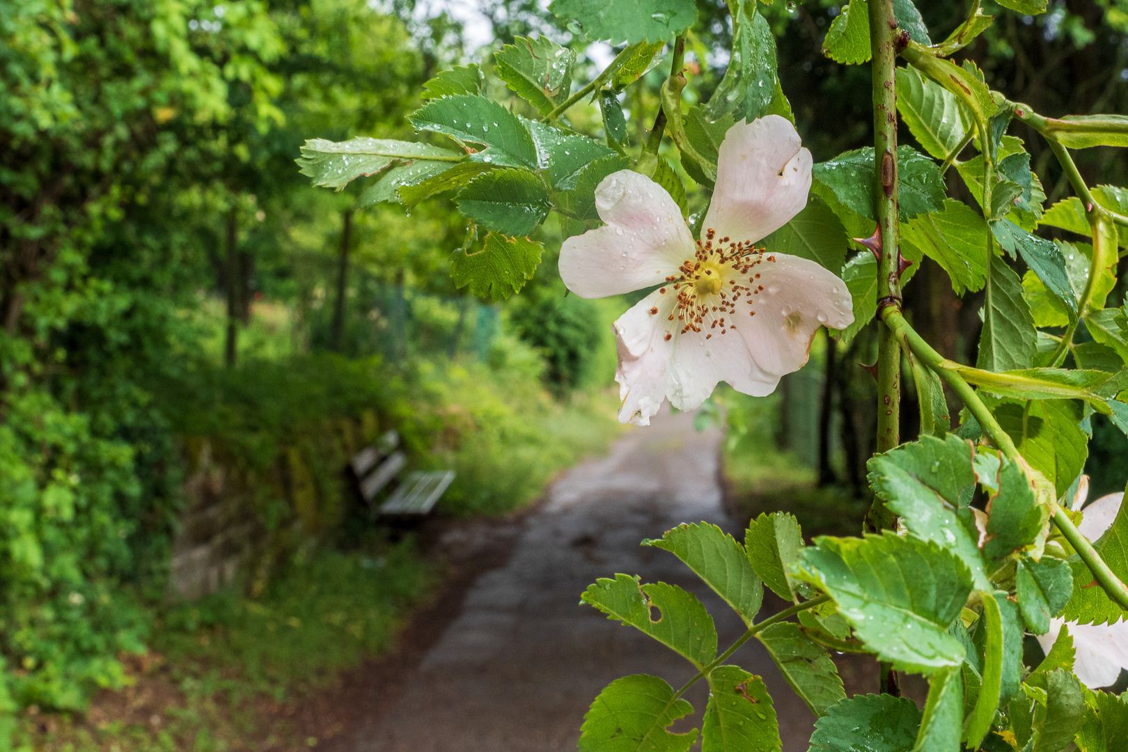 Weg und Ruhebank