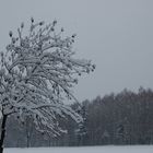 Weg und Wiese zugedeckt...