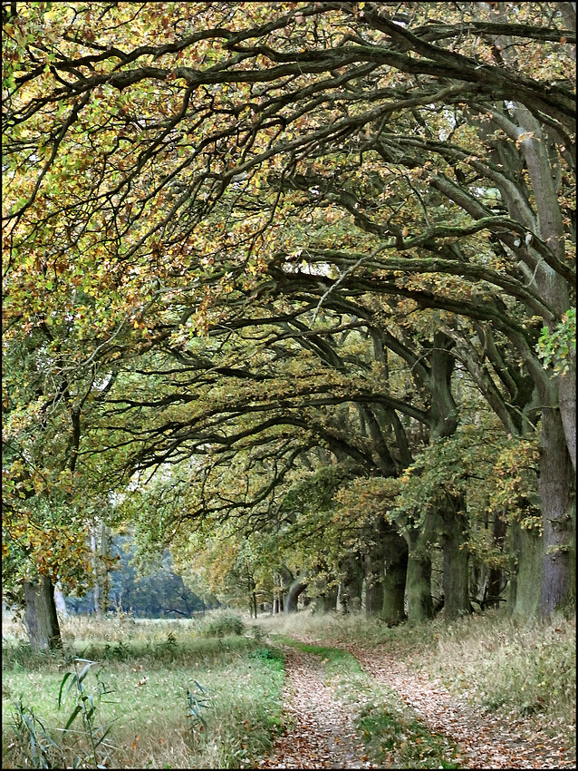 Weg Unter Alten Baumen Foto Bild Landschaft Wege Und Pfade Muritz Bilder Auf Fotocommunity