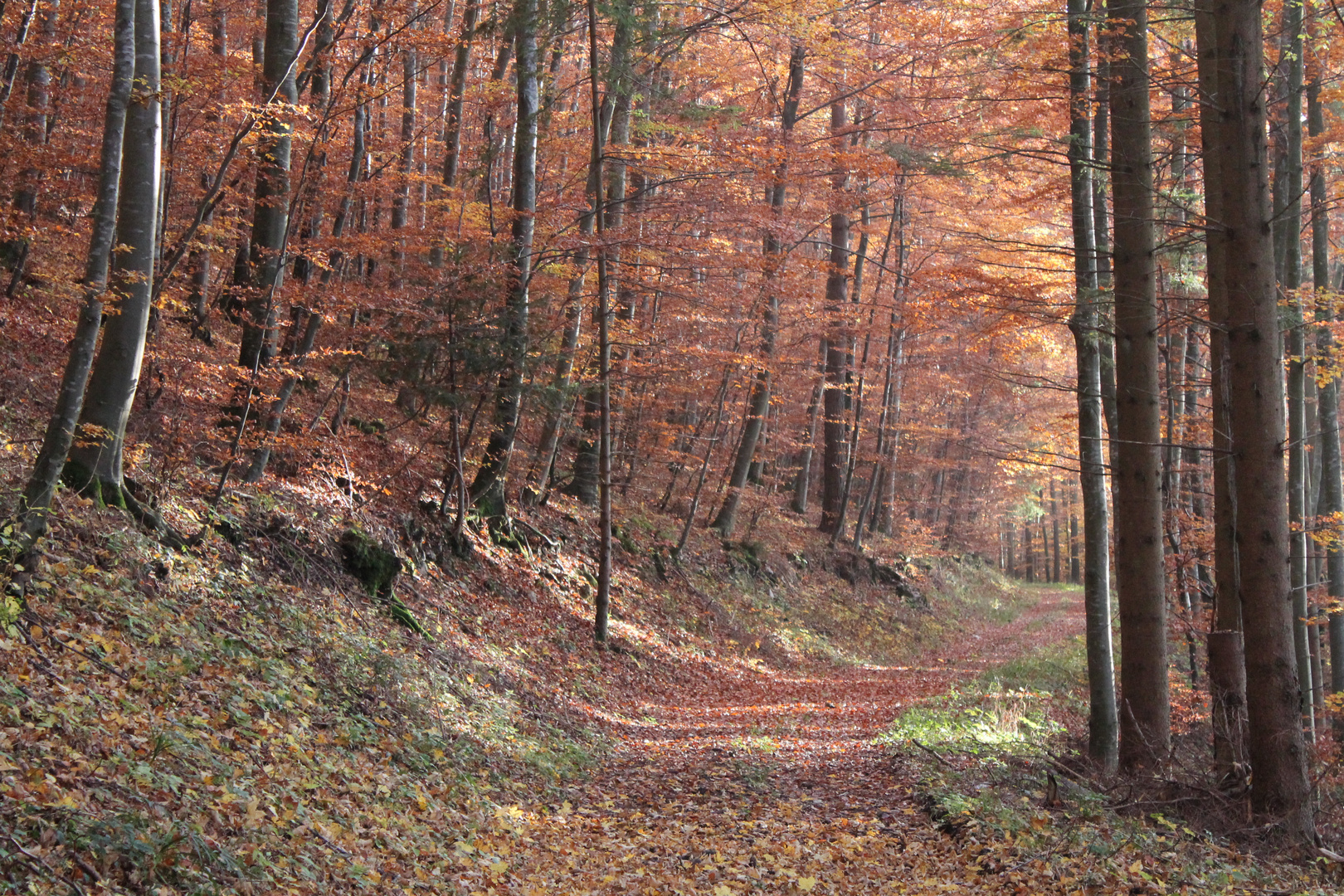 weg unter blätter