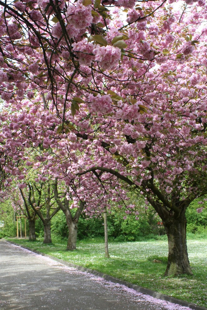 Weg unter Kirschblüten