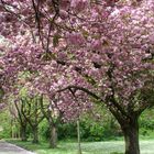Weg unter Kirschblüten