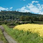 Weg von Gründelhardt nach Oberspeltach