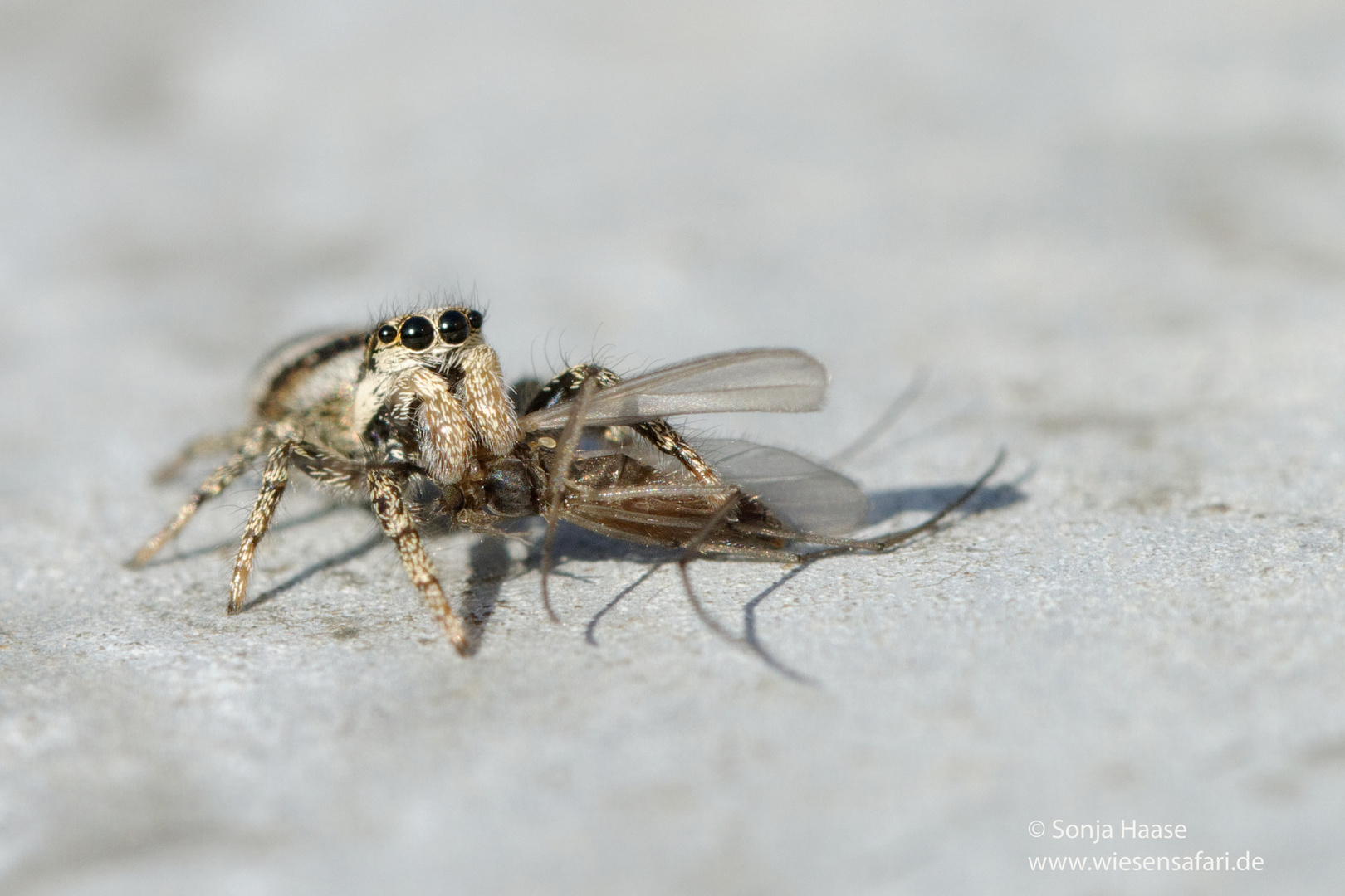 Weg von meiner Mücke !  (Salticus scenicus)  mit Beute 