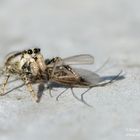 Weg von meiner Mücke !  (Salticus scenicus)  mit Beute 