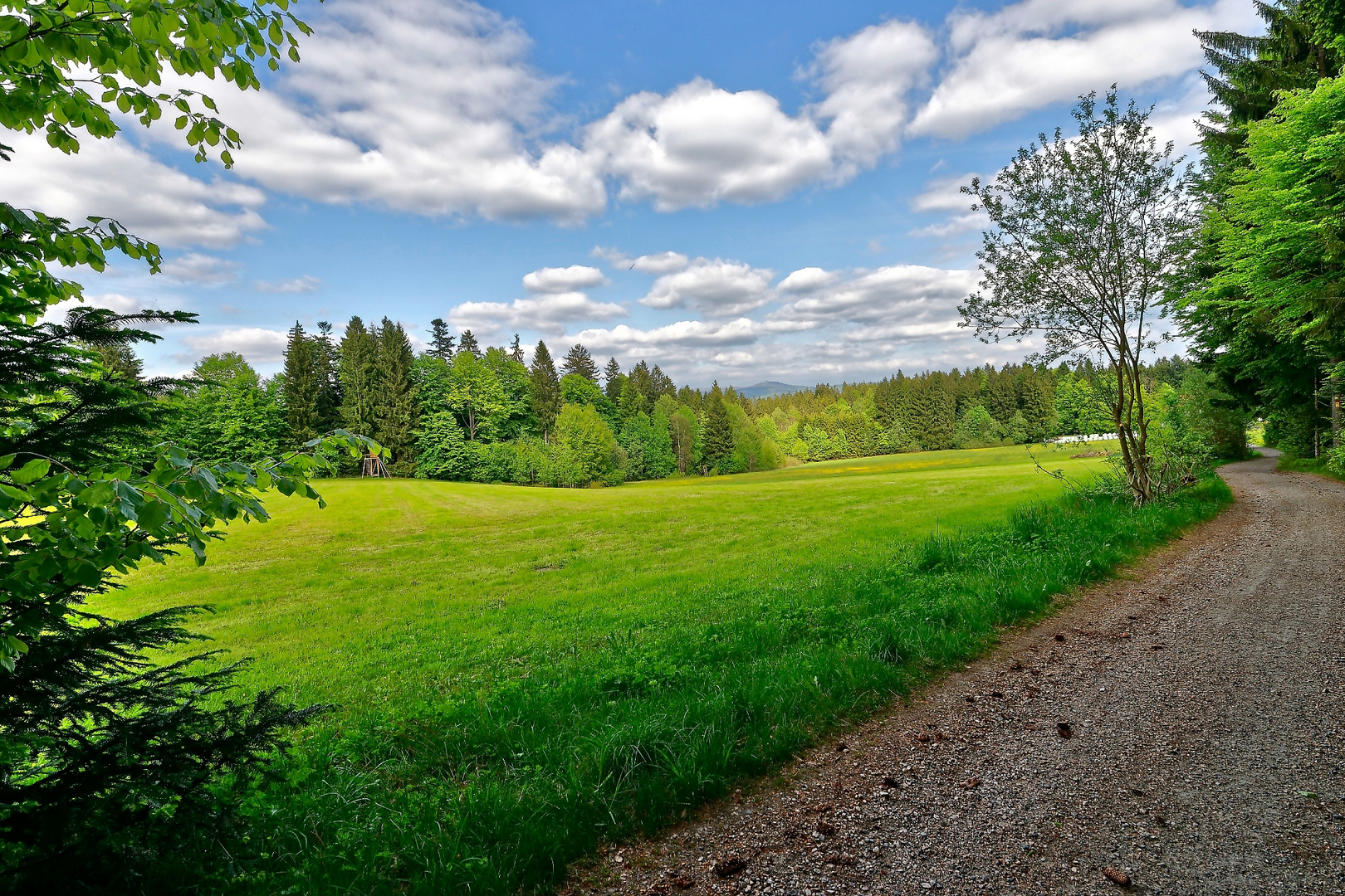 Weg, Wiese, Wald und Wolken