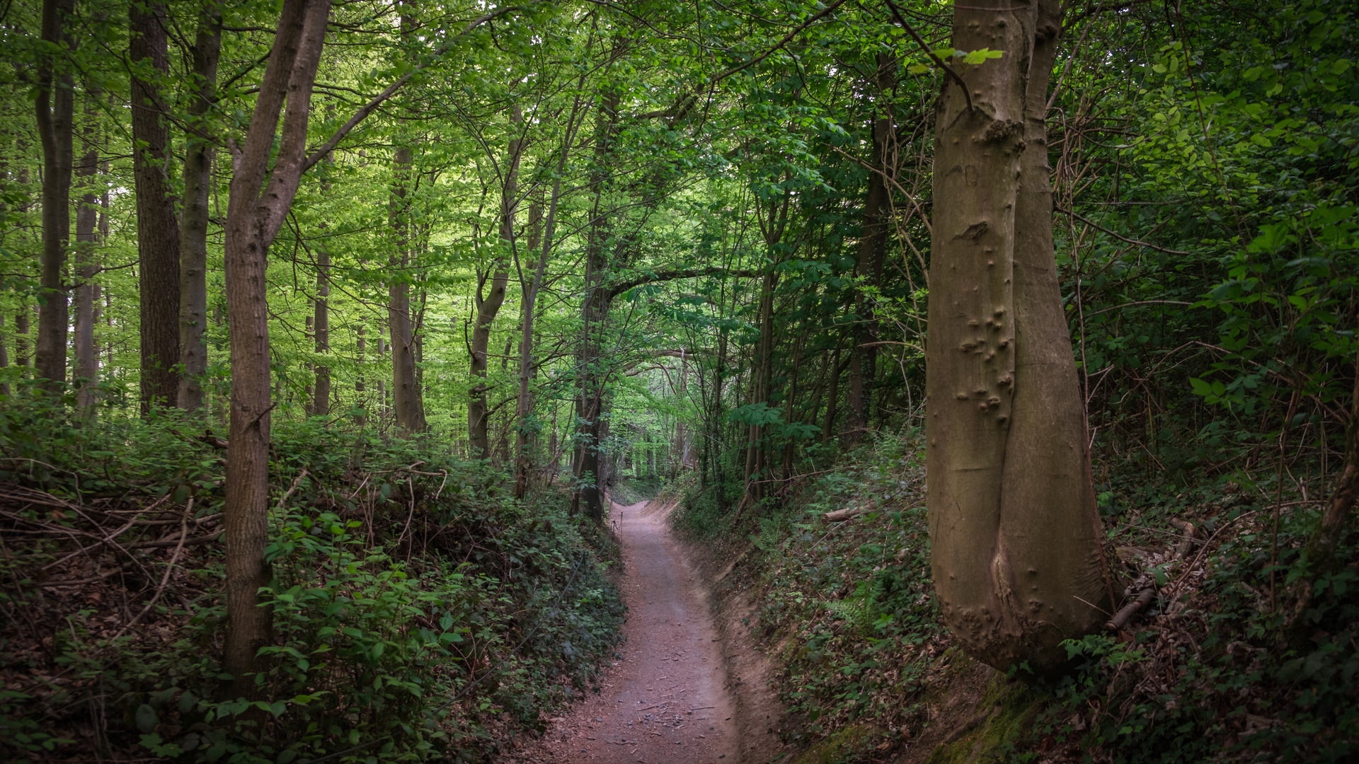 "Weg zu den Hallerbos" 