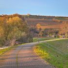 Weg zum Alzeyer Weiher und in die Weinberge