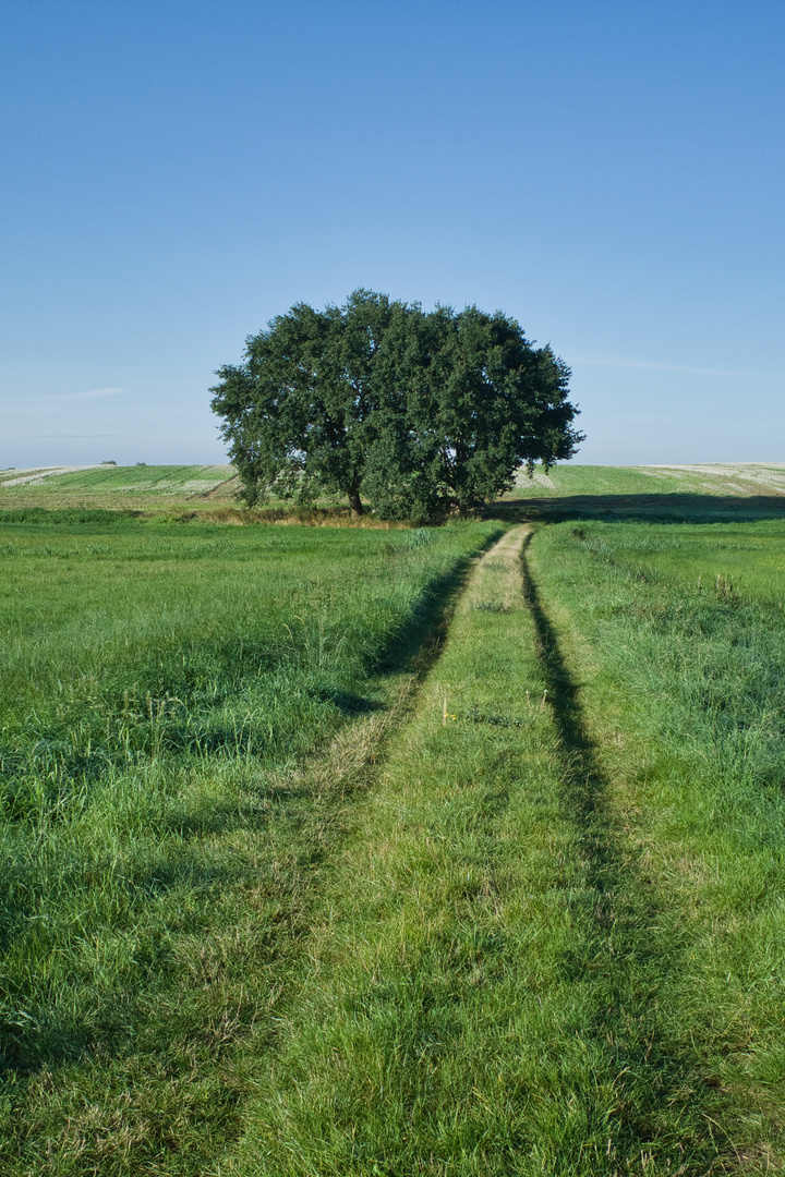 Weg zum Baum