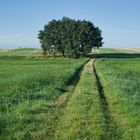 Weg zum Baum