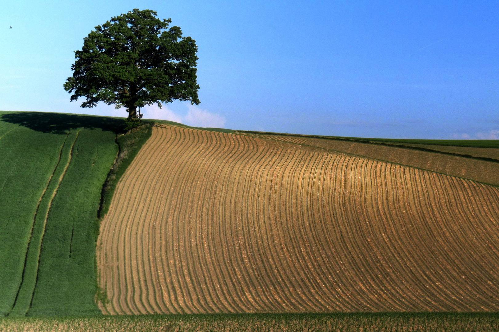 Weg zum Baum