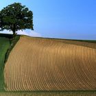 Weg zum Baum