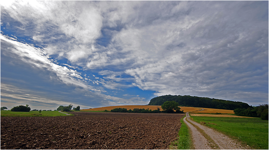 Weg zum Baumbusch