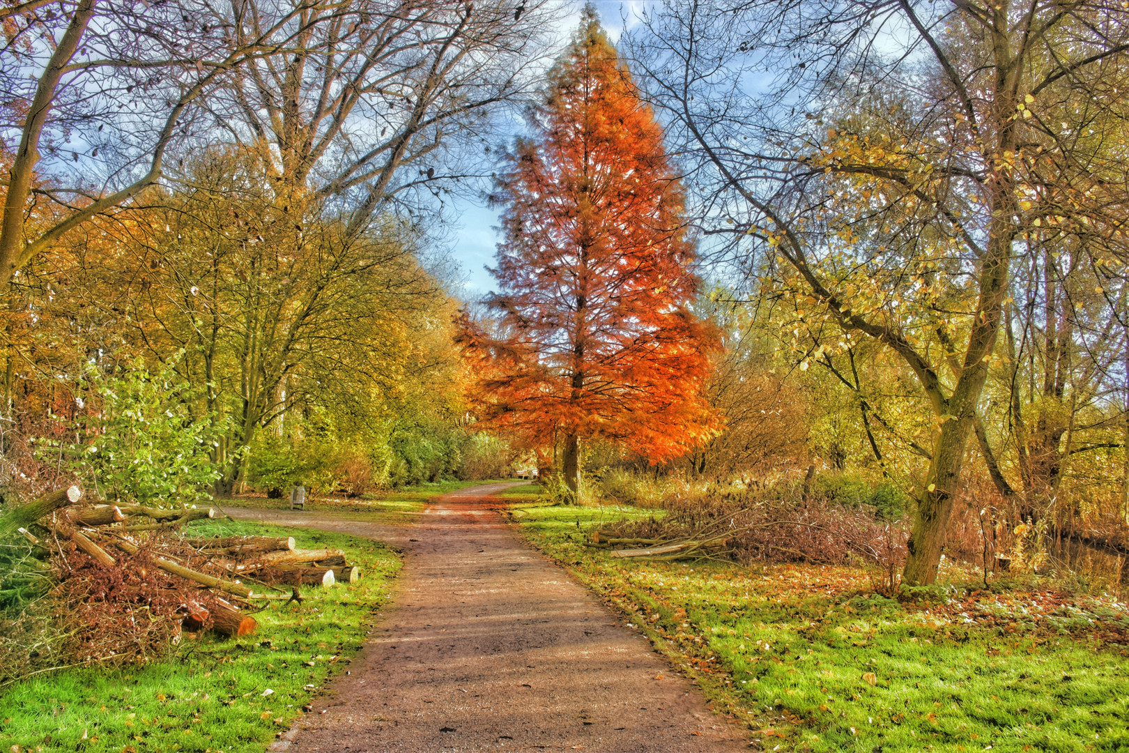 Weg zum Herbstbaum