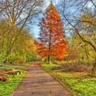 Weg zum Herbstbaum