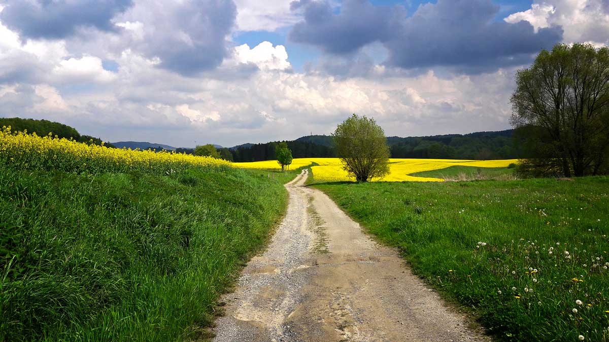 Weg zum Kirnitzschtal