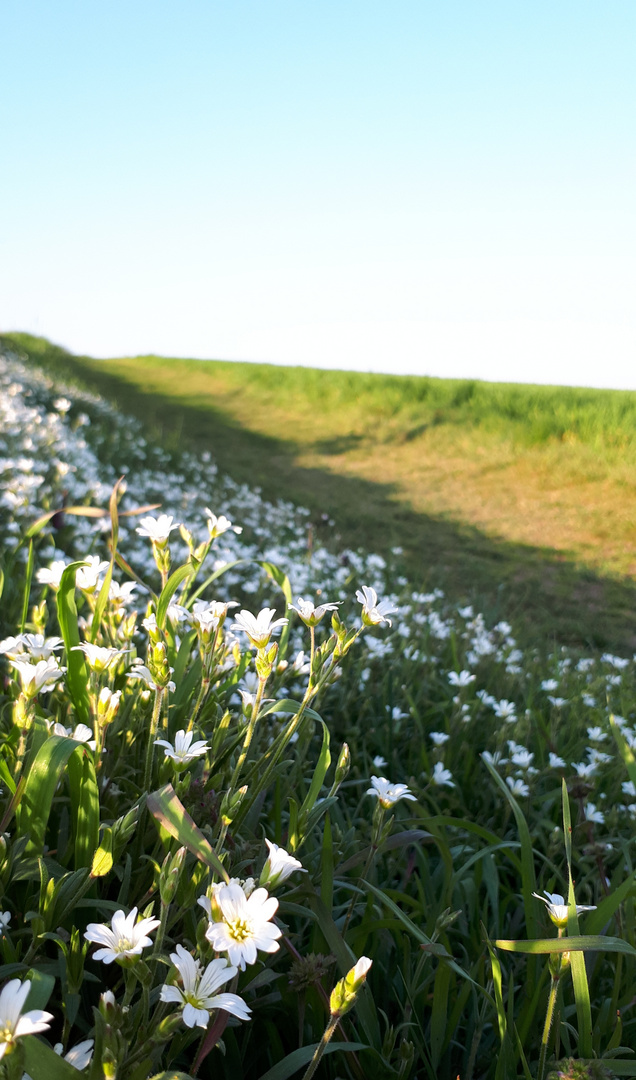 Weg zum Klei / Siemerode