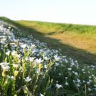 Weg zum Klei / Siemerode