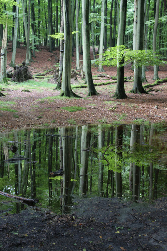 Weg zum Kreidefelsen auf Rügen