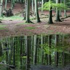 Weg zum Kreidefelsen auf Rügen