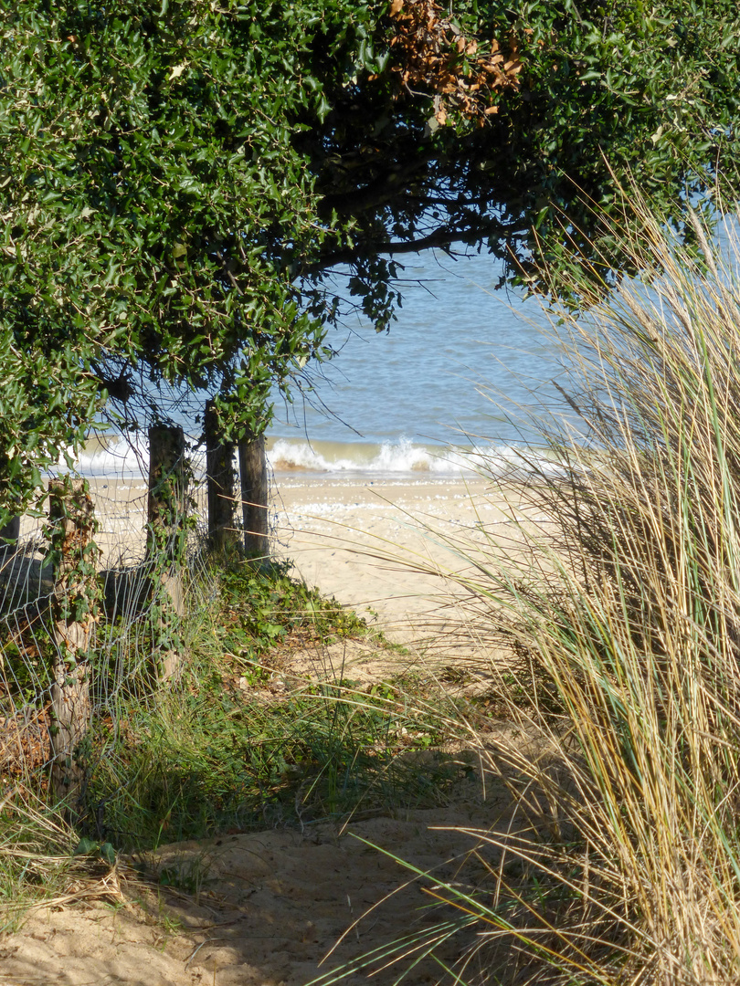 Weg zum Meer - Ile d'Öleron, SW Frankreich