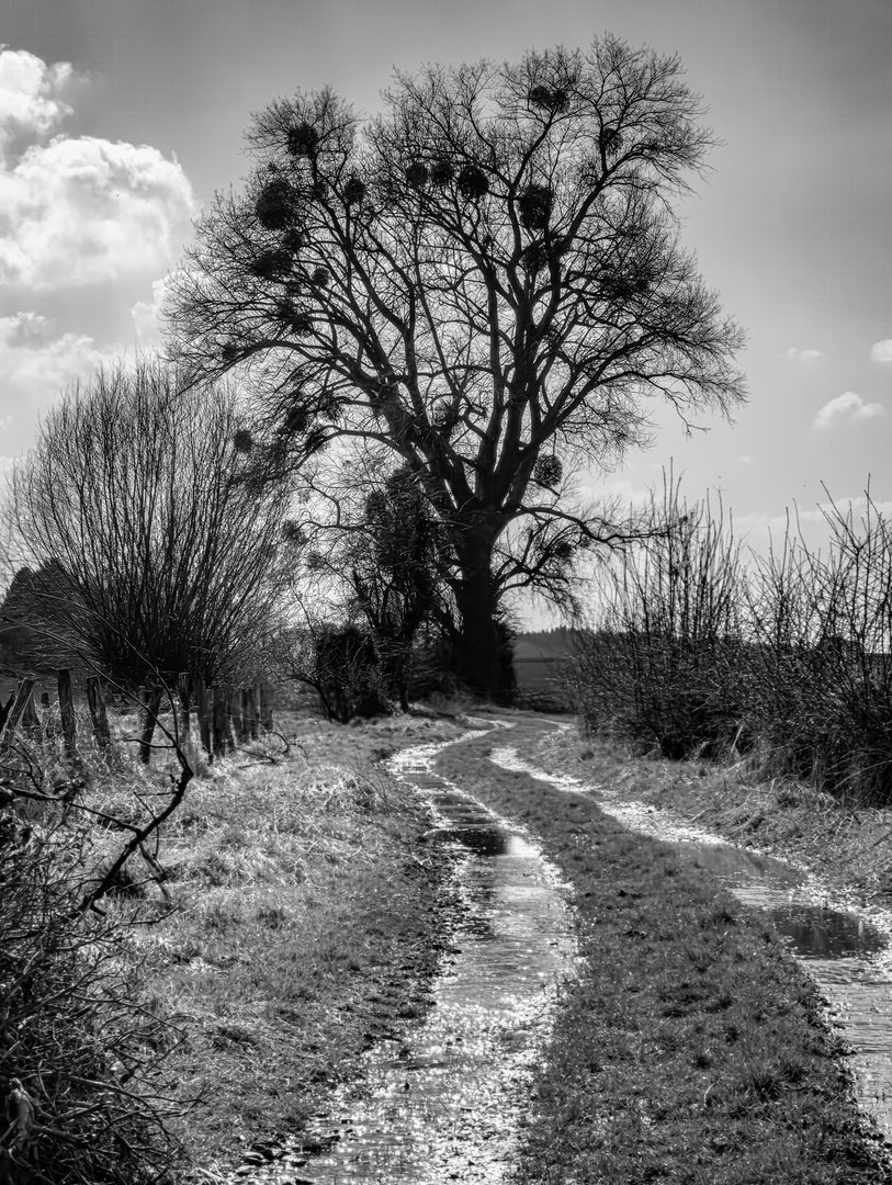 Weg zum Mistelbaum