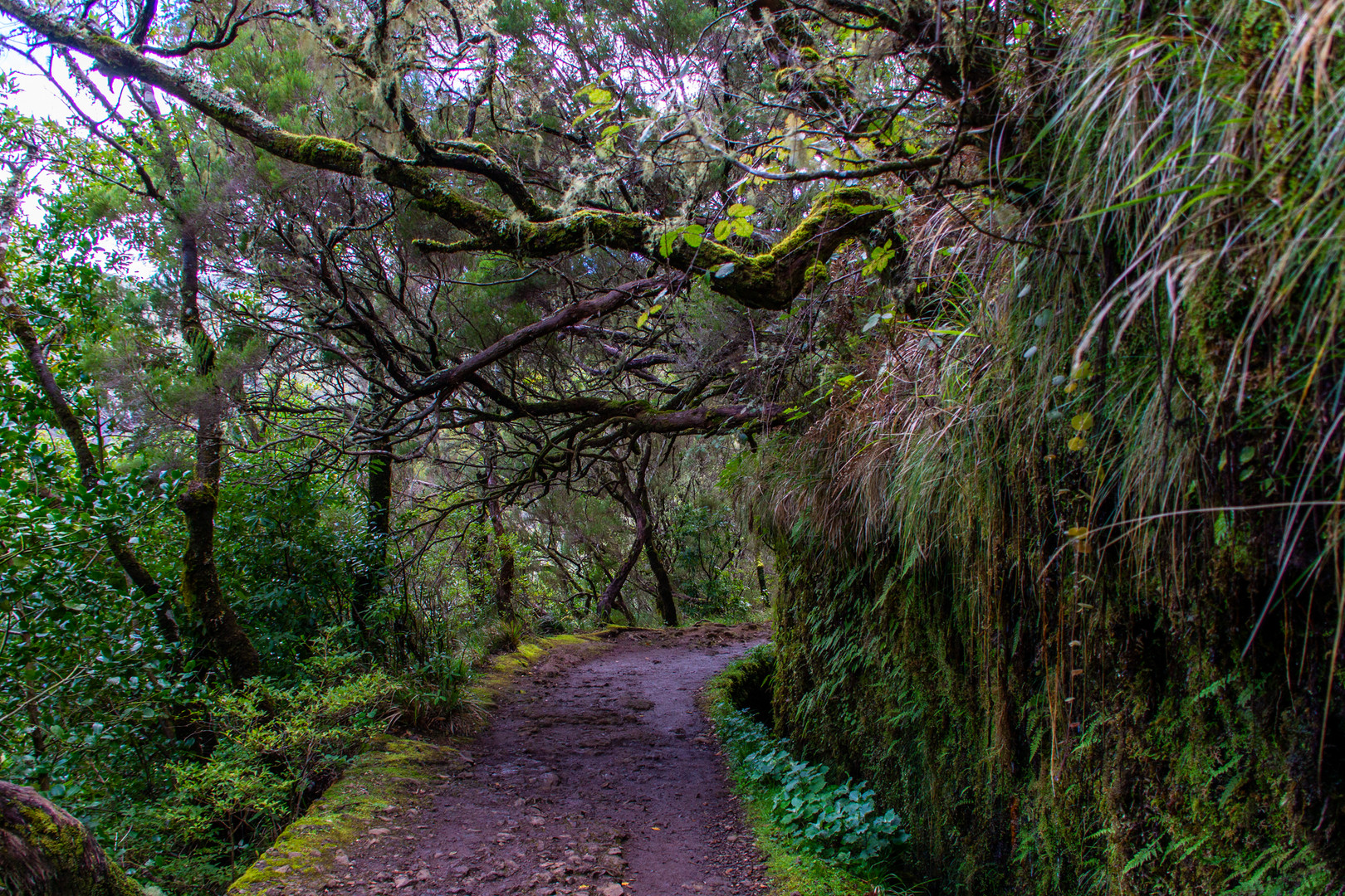 Weg zum Risco-Wasserfall im Rabacal, Paul da Serra, Madeira