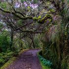 Weg zum Risco-Wasserfall im Rabacal, Paul da Serra, Madeira