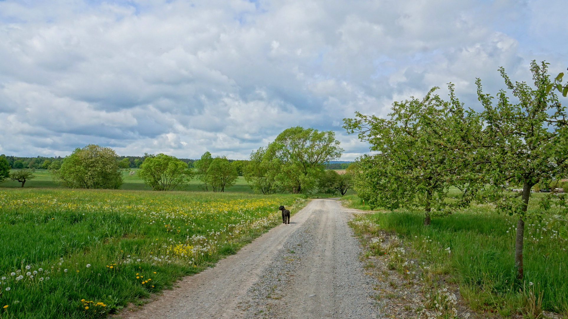 Weg zum See (camino al lago)