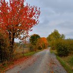 Weg zum See (camino al lago)