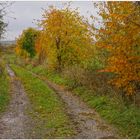 Weg zum See II (camino al lago II)