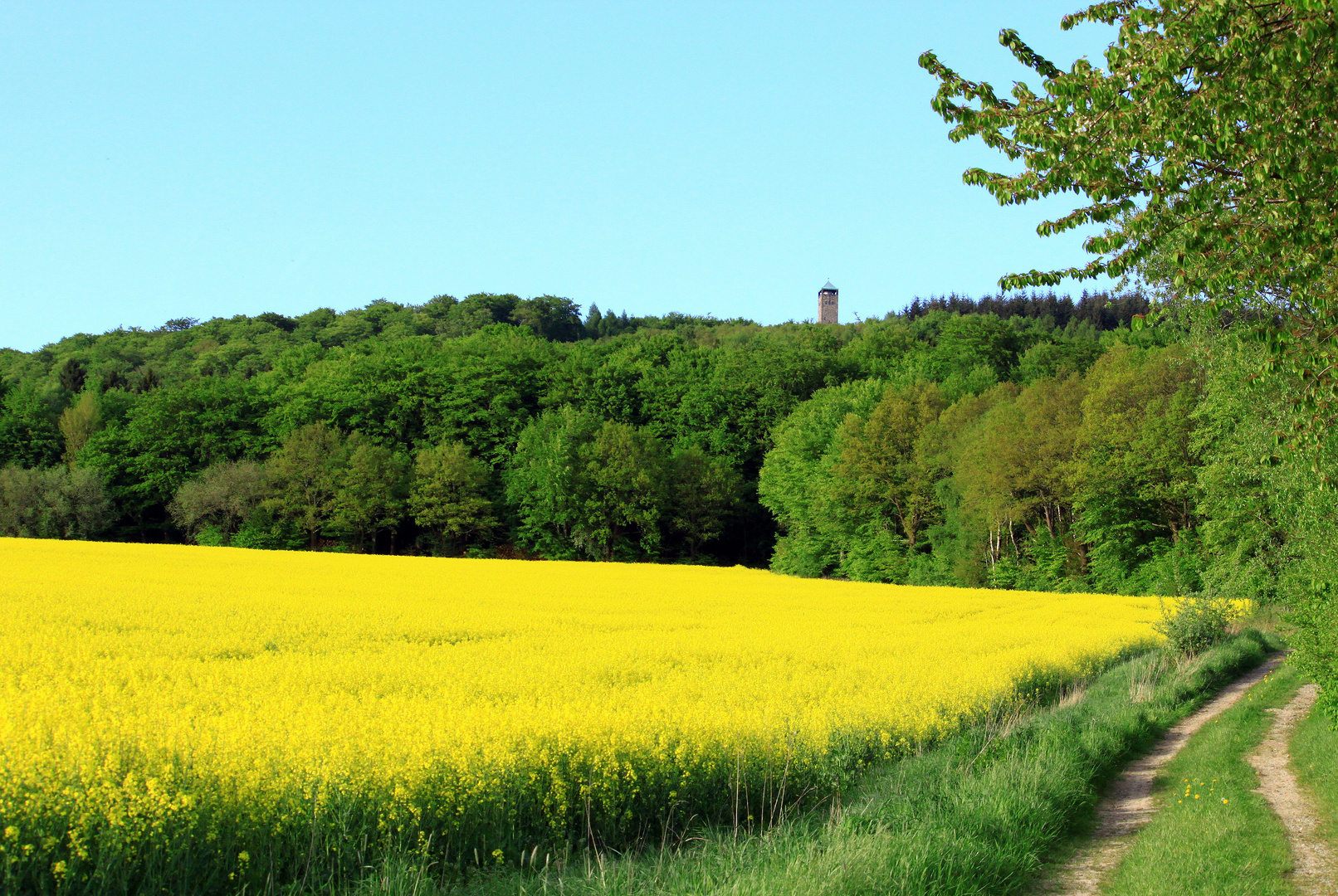 -Weg zum Sollingturm...