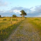 Weg zum Strand bei Hohwacht