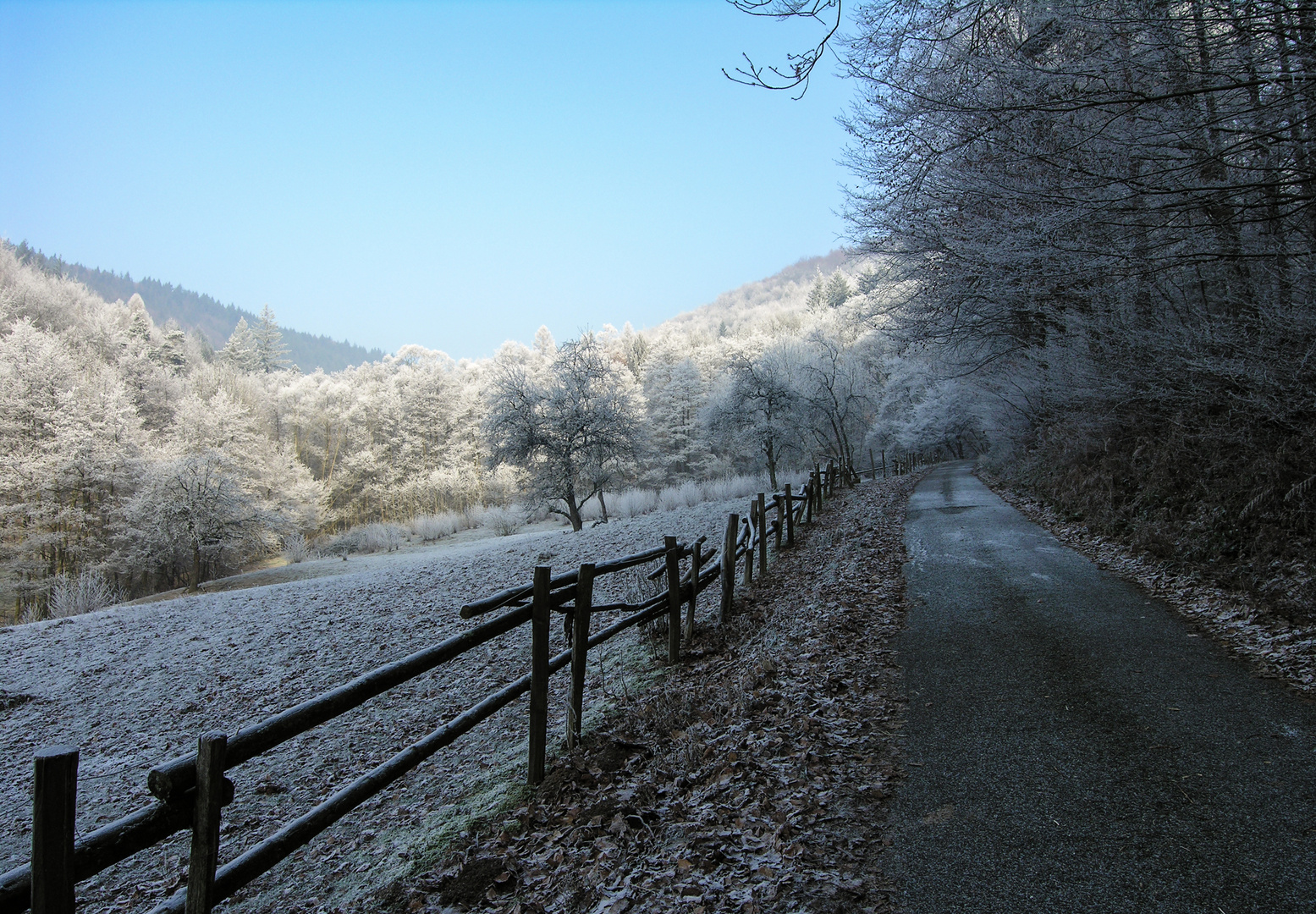 Weg zum Wald