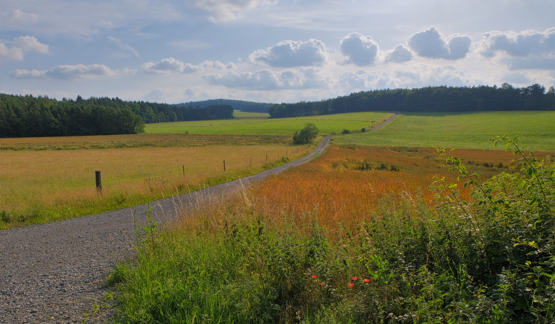 Weg zum Wald (camino al bosque)