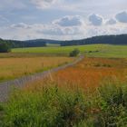 Weg zum Wald (camino al bosque)