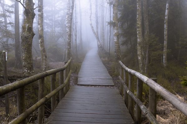 Weg zum Wildsee Kaltenbronn