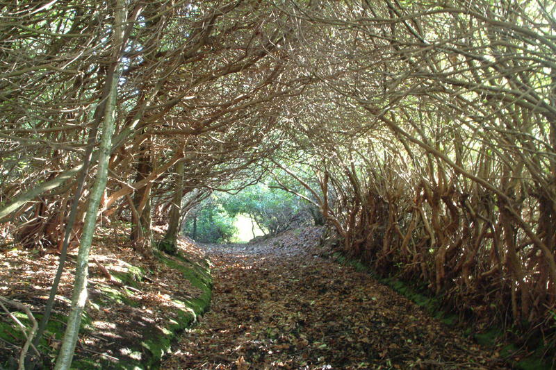 Weg zum Zauberwald