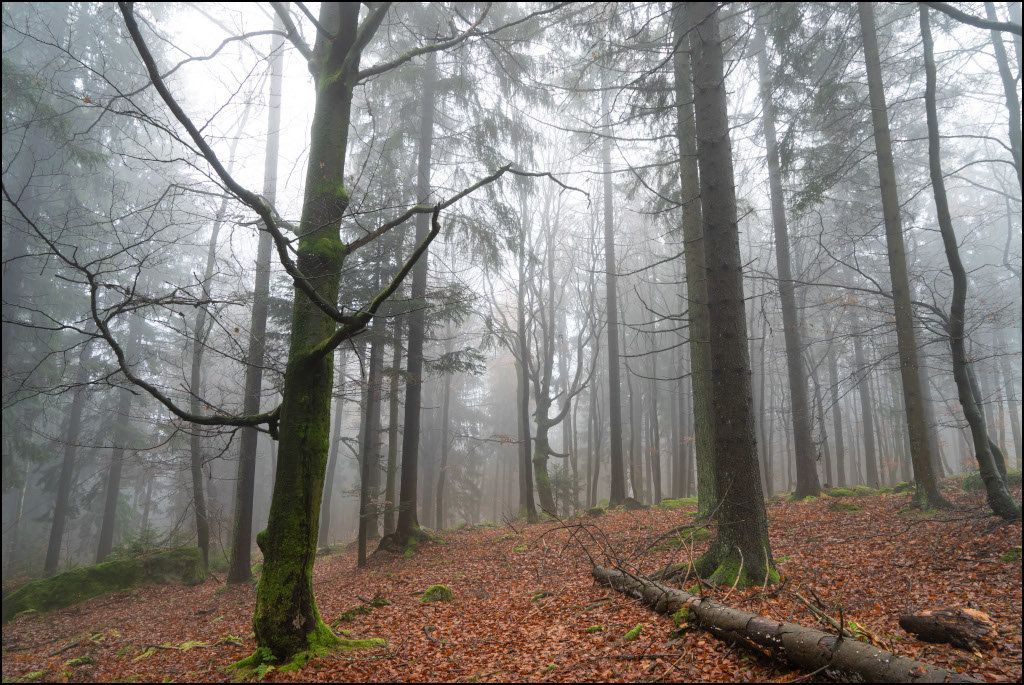 Weg zum Zipfeltanne-Felsen