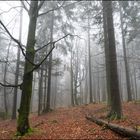 Weg zum Zipfeltanne-Felsen