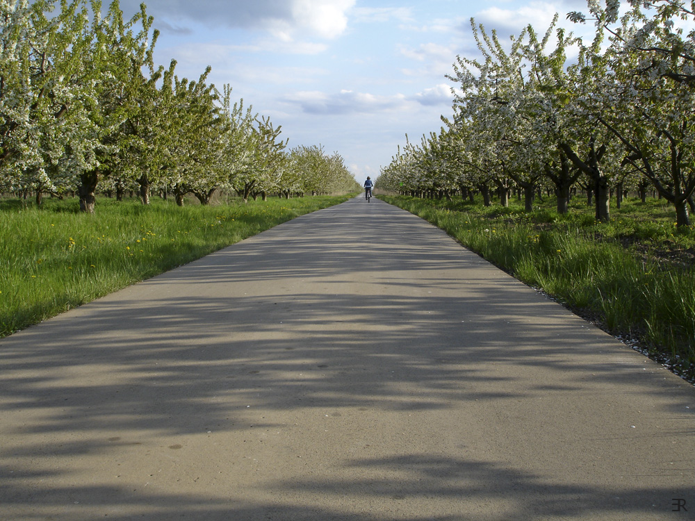 Weg zur Baumblüte