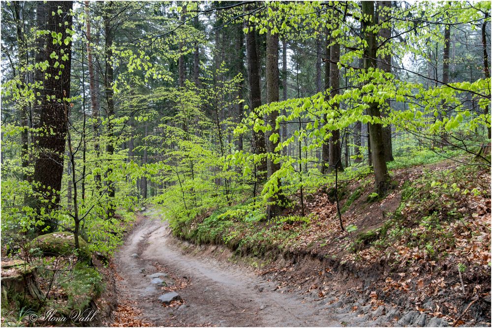 Weg zur Burgruine