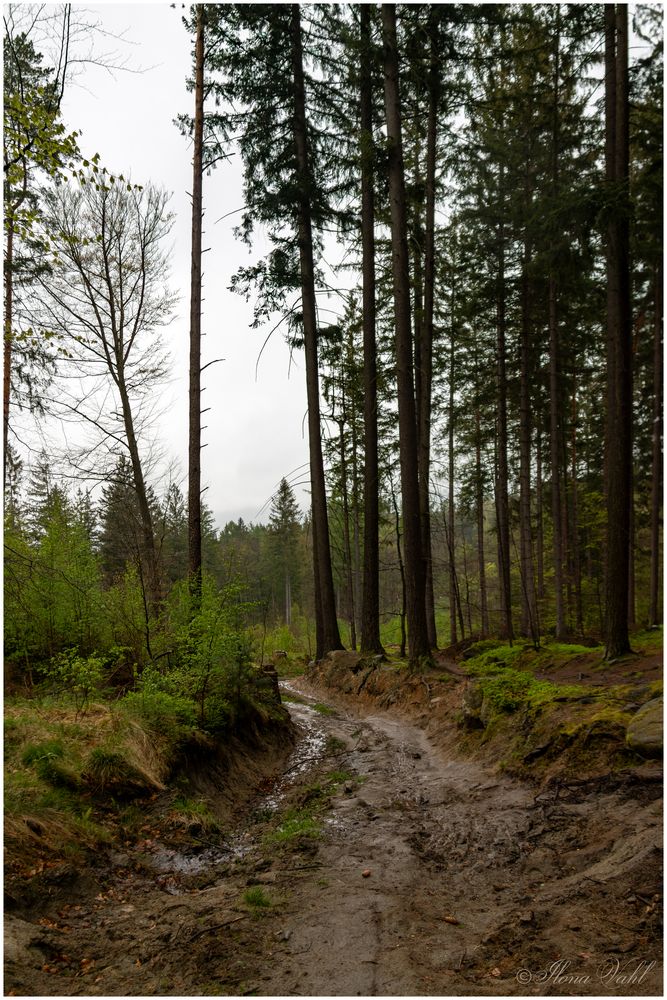 Weg zur Burgruine